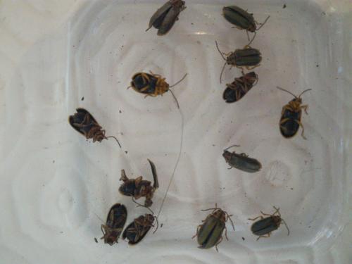 Xanthogaleruca luteola